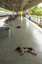 Indian dogs sleep on the railway platform near waiting people