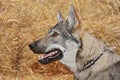 Tjech wolfdog Royalty Free Stock Photo