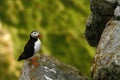 Tlantic Puffin sitting on cliff, bird in nesting colony, arctic black and white cute bird with colouful beak, bird on rock Royalty Free Stock Photo