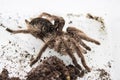 Tliltocatl albopilosus or Brachypelma albopilosum is a species of tarantula, also known as the curlyhair tarantula. They