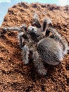 Tliltocatl albopilosus is a species of tarantula, also known as the curly-haired tarantula.