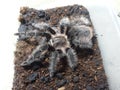 Tliltocatl albopilosus Tarantulas