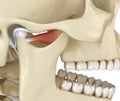 TMJ: The temporomandibular joints. Healthy occlusion anatomy. Medically accurate 3D illustration of human teeth and dentures Royalty Free Stock Photo