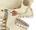 TMJ: The temporomandibular joints. Healthy occlusion anatomy. Medically accurate 3D illustration of human teeth and dentures