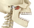 TMJ: The temporomandibular joints. Healthy occlusion anatomy. Medically accurate 3D illustration of human teeth and dentures