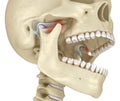 TMJ: The temporomandibular joints. Healthy occlusion anatomy. Medically accurate 3D illustration of human teeth and dentures Royalty Free Stock Photo