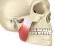 TMJ: The temporomandibular joints and muscles. Medically accurate 3D illustration Royalty Free Stock Photo