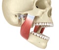 TMJ: The temporomandibular joints and muscles. Medically accurate 3D illustration