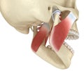 TMJ: The temporomandibular joints and muscles. Medically accurate 3D illustration Royalty Free Stock Photo