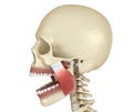TMJ: The temporomandibular joints and muscles. Medically accurate 3D illustration