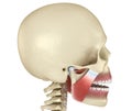 TMJ: The temporomandibular joints and muscles. Medically accurate 3D illustration