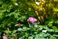 Tned image of beautiful red roses growing at the road in park. Royalty Free Stock Photo