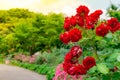 Tned image of beautiful red roses growing at the road in park. Royalty Free Stock Photo