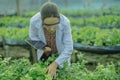 To assess the efficiency of modern greenhouse farming management, agricultural research expert inspect and collect data on crops,