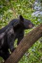 To avoid danger, a black bear will climb higher in the tree Royalty Free Stock Photo