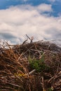 To be buried alive Royalty Free Stock Photo