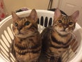 To Bengal cats in a washing basket