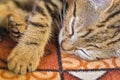 brown kitten on carpet, sleeping, close up on face, little, small paws