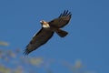 To Capture A Hawk - fly nature wings -
