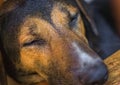 Black dog sleeping, face, head, sad, beauceron, german pincher Royalty Free Stock Photo