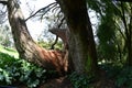 Sequoia Liberty Tree Golden Gate Park 3