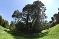 Sequoia Liberty Tree Golden Gate Park 5