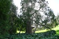 Sequoia Liberty Tree Golden Gate Park 6