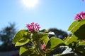 Florida Pink Hibiscus flower