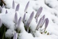 To crocuses snow not a hindrance.