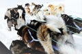 Team od sleddogs - a wild and fast race through the winter landscape of  East Greenland Royalty Free Stock Photo