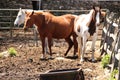 three different horses.. white, brown, and brown and white Royalty Free Stock Photo