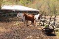 to each their own.. white, brown, and a brown and white horse Royalty Free Stock Photo