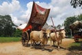 Bullock cart ride Royalty Free Stock Photo