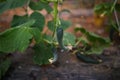 To grow cucumbers in the greenhouse. Agriculture