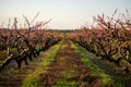 Apple orchard starts blooming after a hard prune