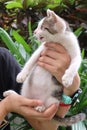 To hold the brown white tabby kitten and the cat is roaring Royalty Free Stock Photo