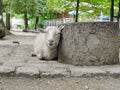 To lie sheep background Royalty Free Stock Photo