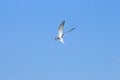 Spying common tern, Hengforderwaarden, Holland Royalty Free Stock Photo