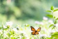 Pretty little monarch butterfly with wings spread wide open Royalty Free Stock Photo