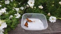 To monarch butterflies about to be released into a garden part of monarch preservation project Guelph Ontario canada