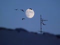 Full moon and birds