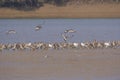 Black-tailed Godwits And Pied Avocets Royalty Free Stock Photo