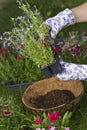 About to plant hanging basket Royalty Free Stock Photo