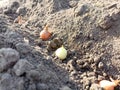 To plant onions. Planting onion. Sowing campaign in Ukraine. Farmer in field