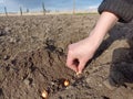 To plant onions. Planting onion. Sowing campaign in Ukraine. Farmer in field