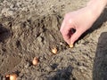 To plant onions. Planting onion. Sowing campaign in Ukraine. Farmer in field