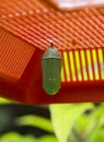 Close-up of a Monarch butterfly Chrysalis - (Danaus plexippus)