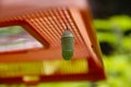 Monarch butterfly Chrysalis - (Danaus plexippus)