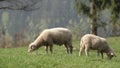 Two sheeps on the grassland Royalty Free Stock Photo