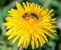 Single dandelion with bee covered by pollen